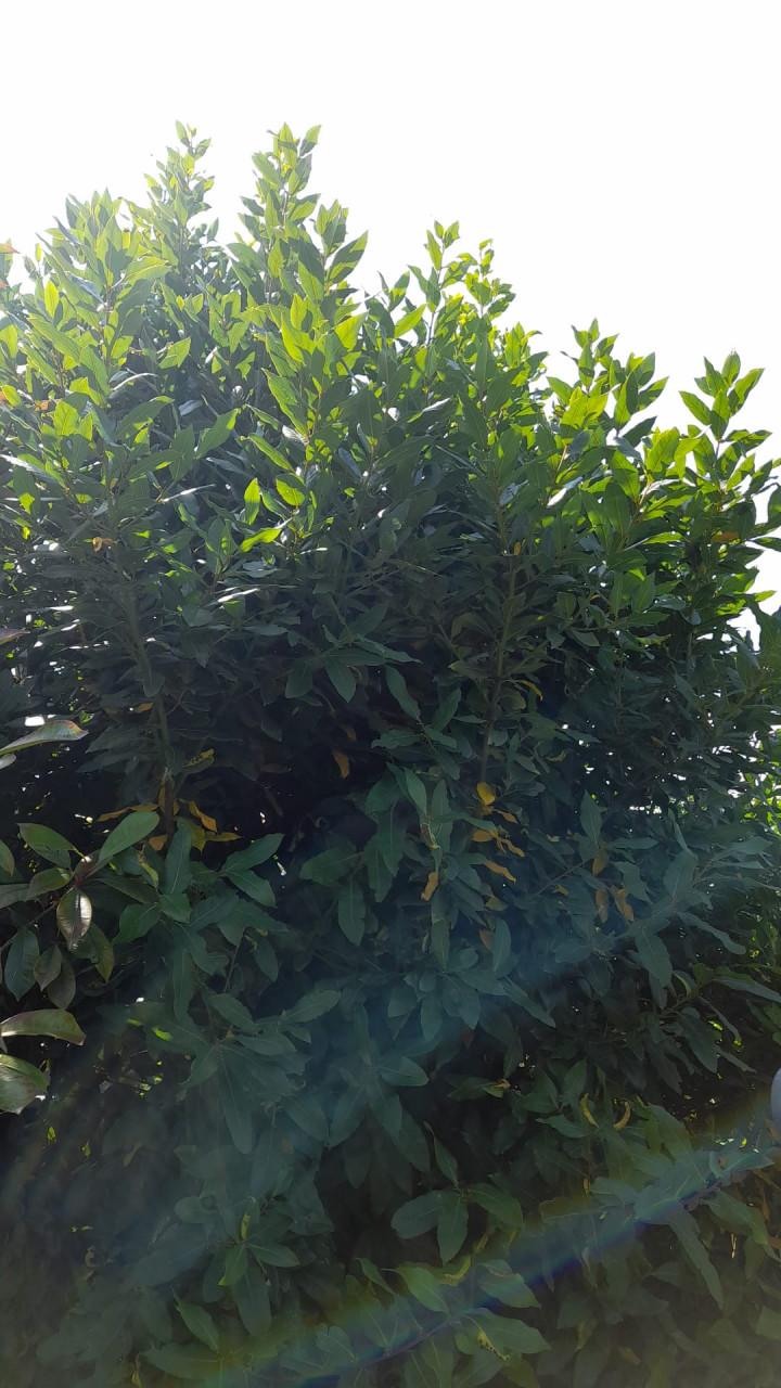 Vaste planten