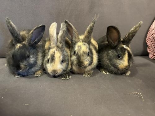 3 lieve baby konijntjes te koop