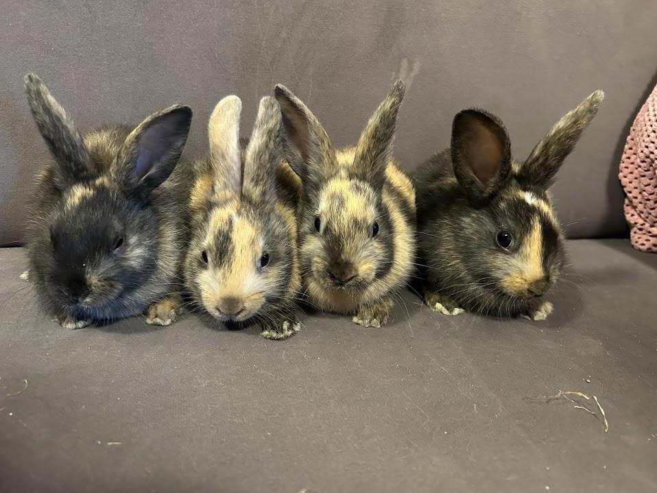 3 lieve baby konijntjes te koop
