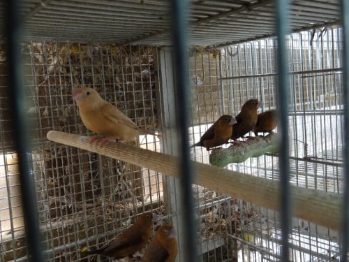 Te koop zilverbekjes broedrijp verschillende kleuren