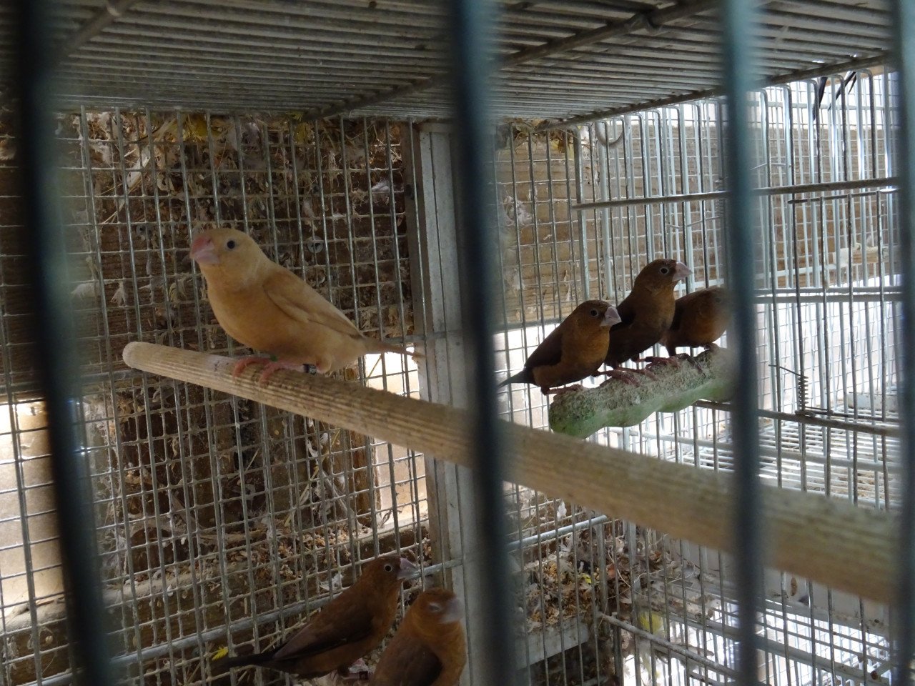 Te koop zilverbekjes broedrijp verschillende kleuren  GERESERVEERD