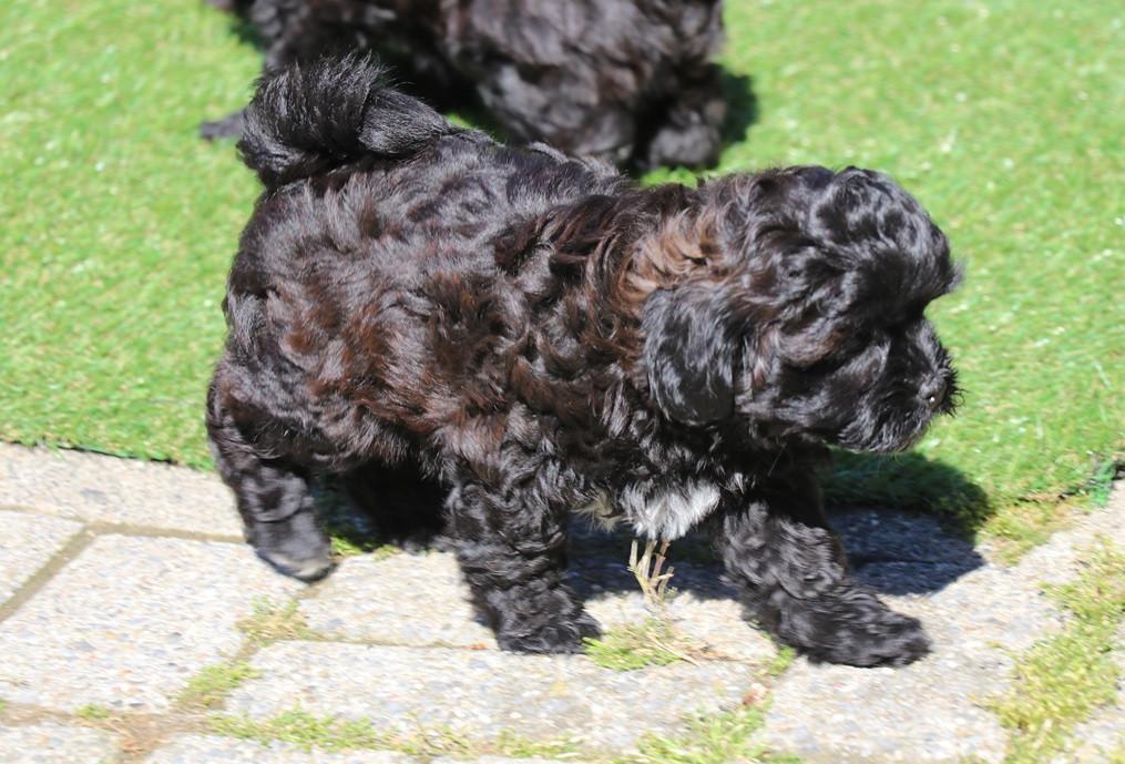 Shihpoo pups mogen het nestje verlaten