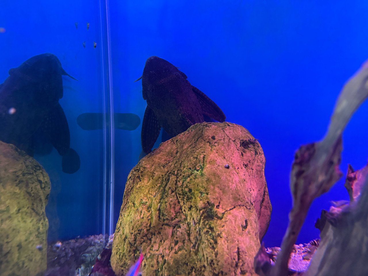 2 pleco’s