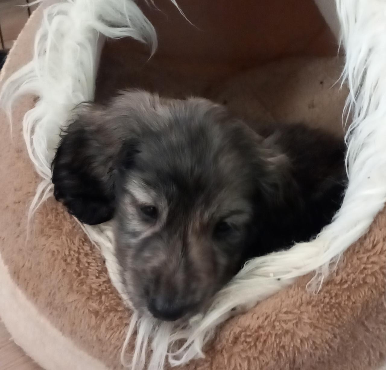 Brindle cream Teckel reutje