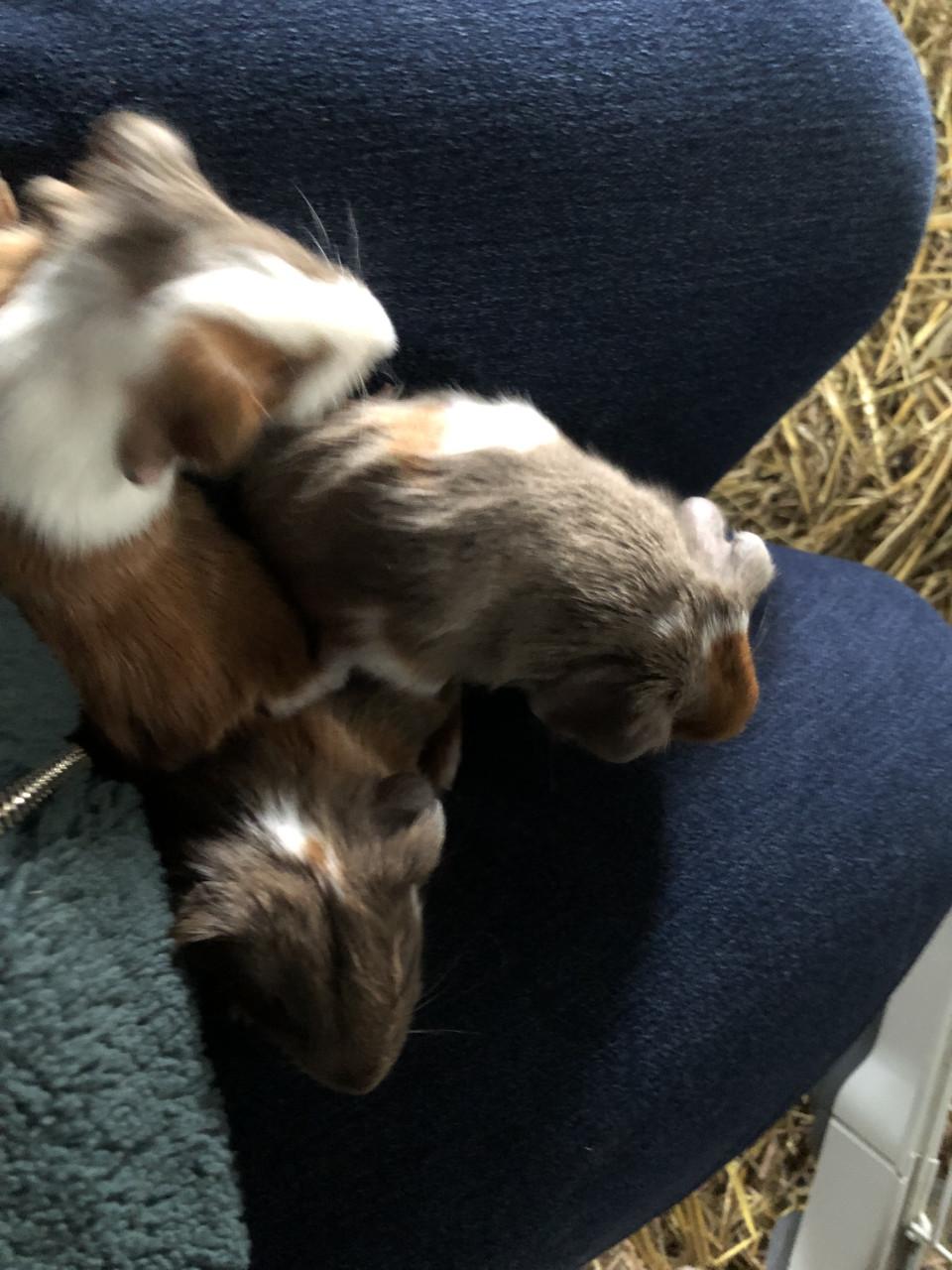 Baby. Cavia’s! Speciale kleurtjes!