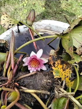 Waterlelie rode bloem