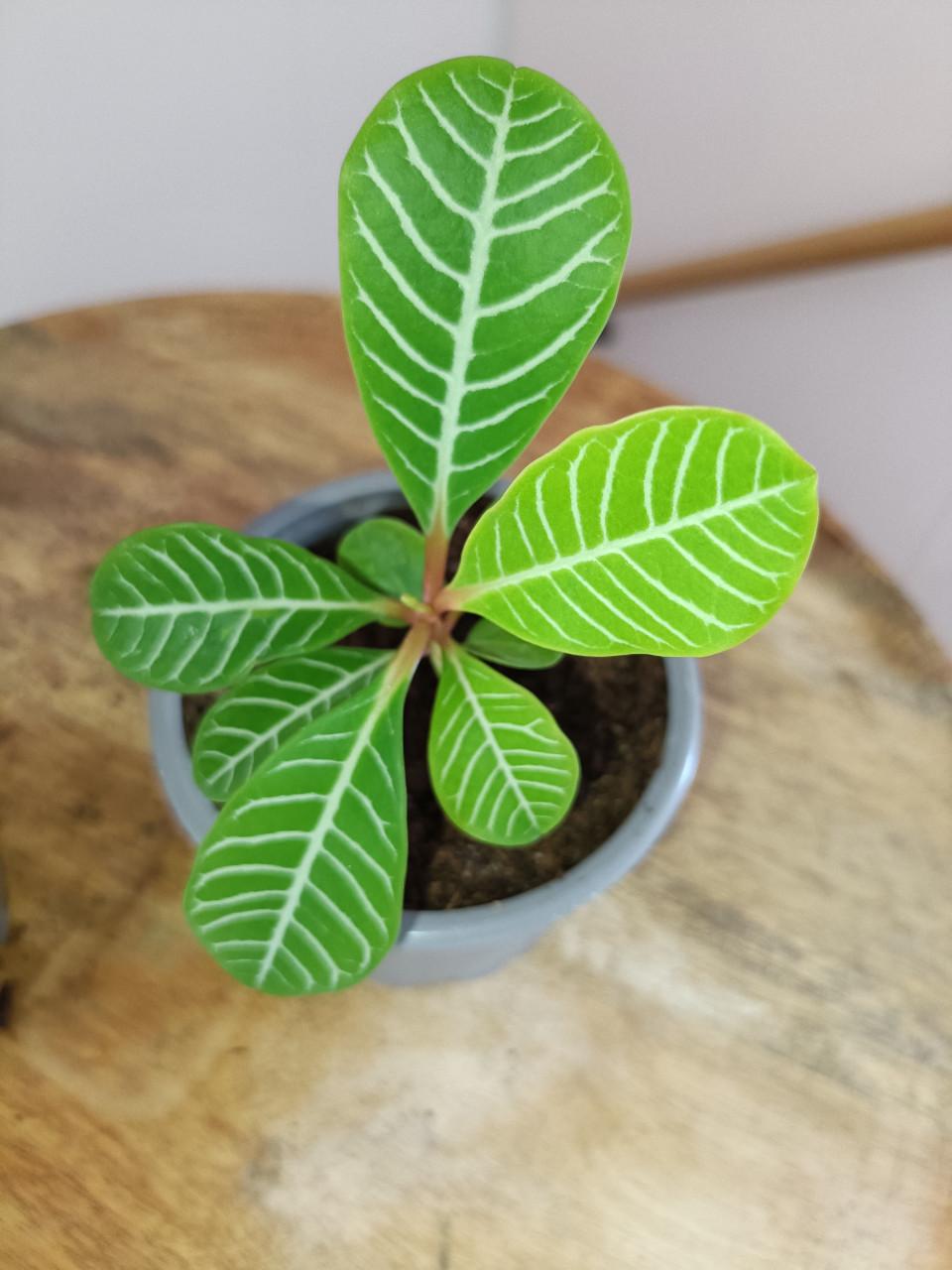 2x jonge Euphorbia