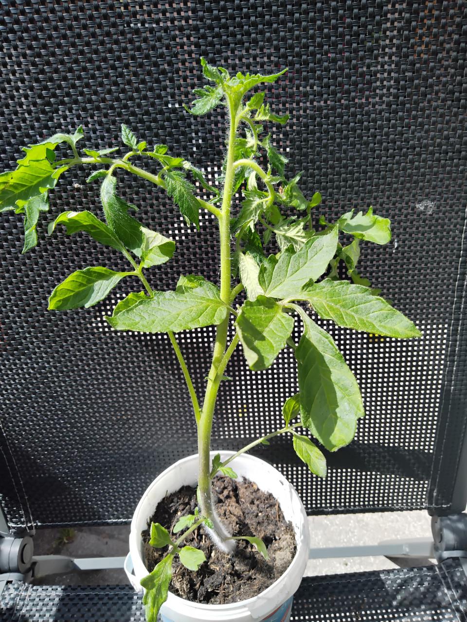 Tomatenplantjes, paprikaplantjes en gele afrikanen