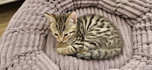 Superlieve kitten