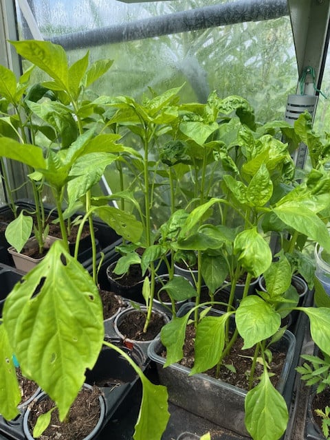 Paprika-planten (Rode puntpaprika)