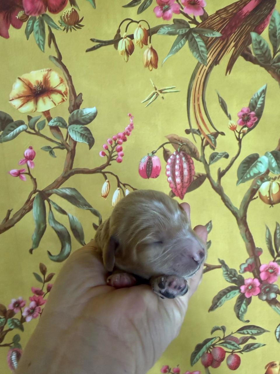 🐾 Labradoodle pupjes, geboren 5 februari, zoeken straks een warm thuis 🐾