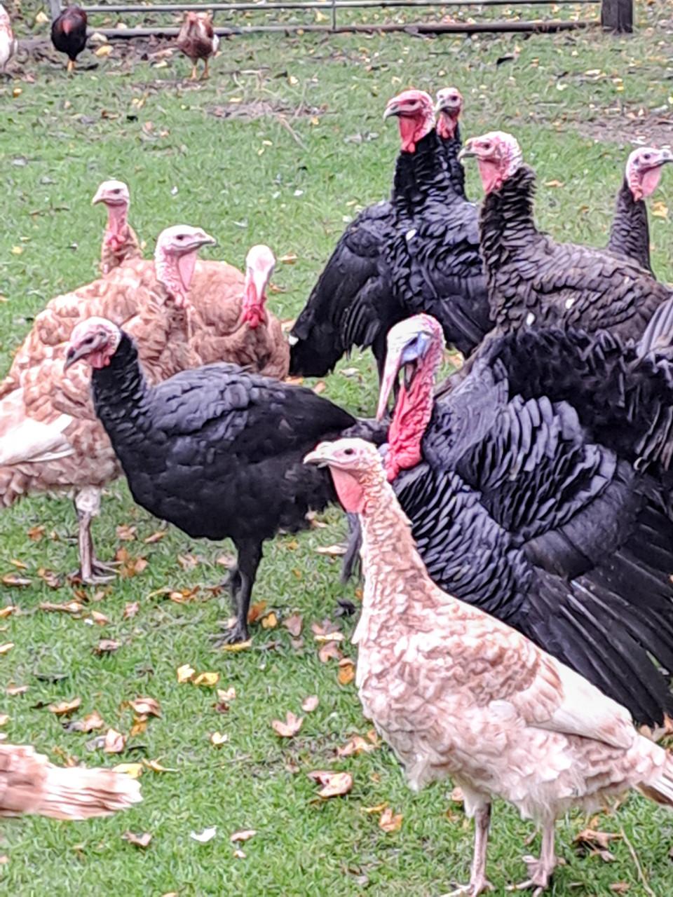 Rode Ardenner Kalkoenen