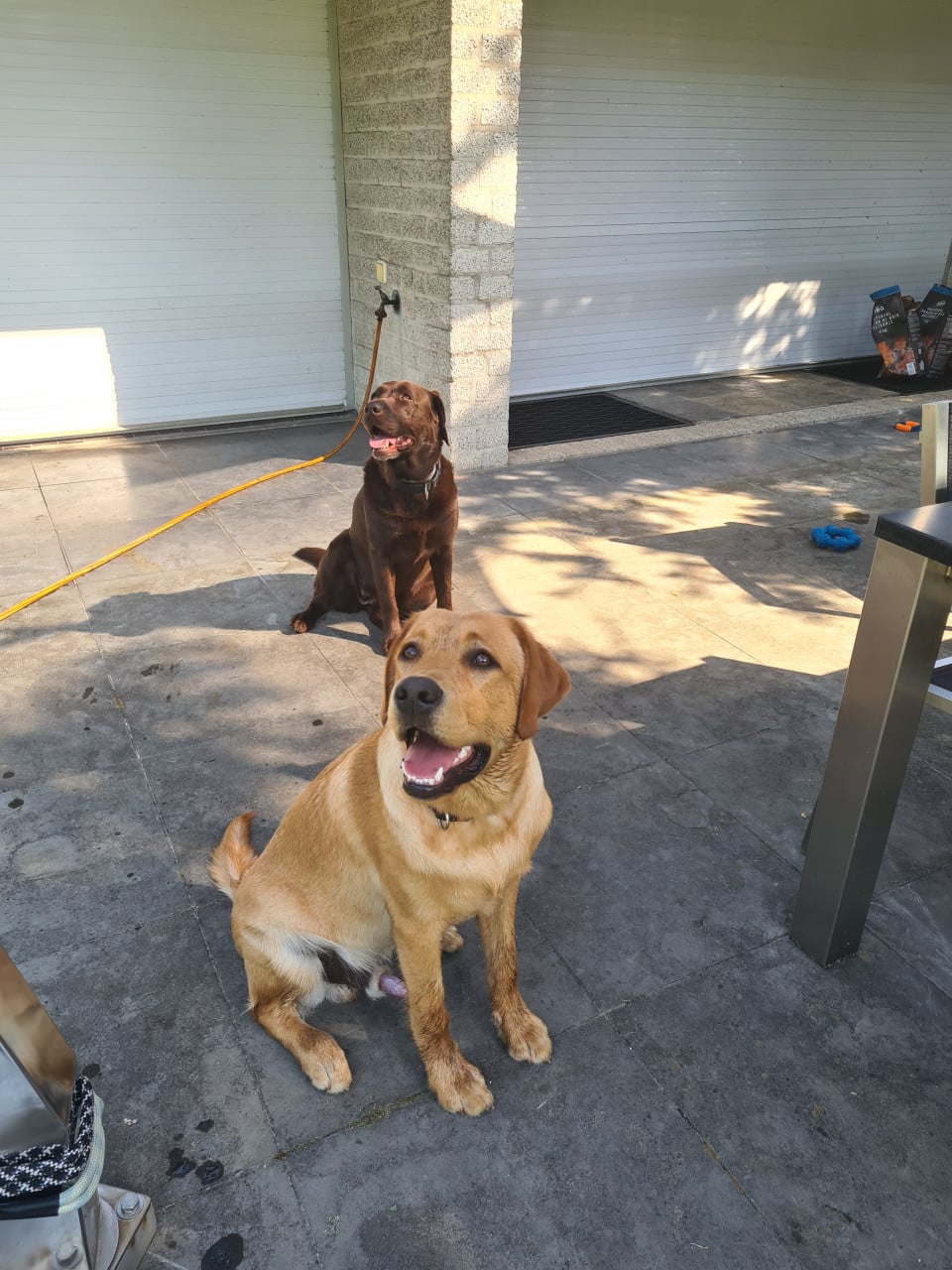 Lief Labrador-duo zoekt een warm en liefdevol thuis.