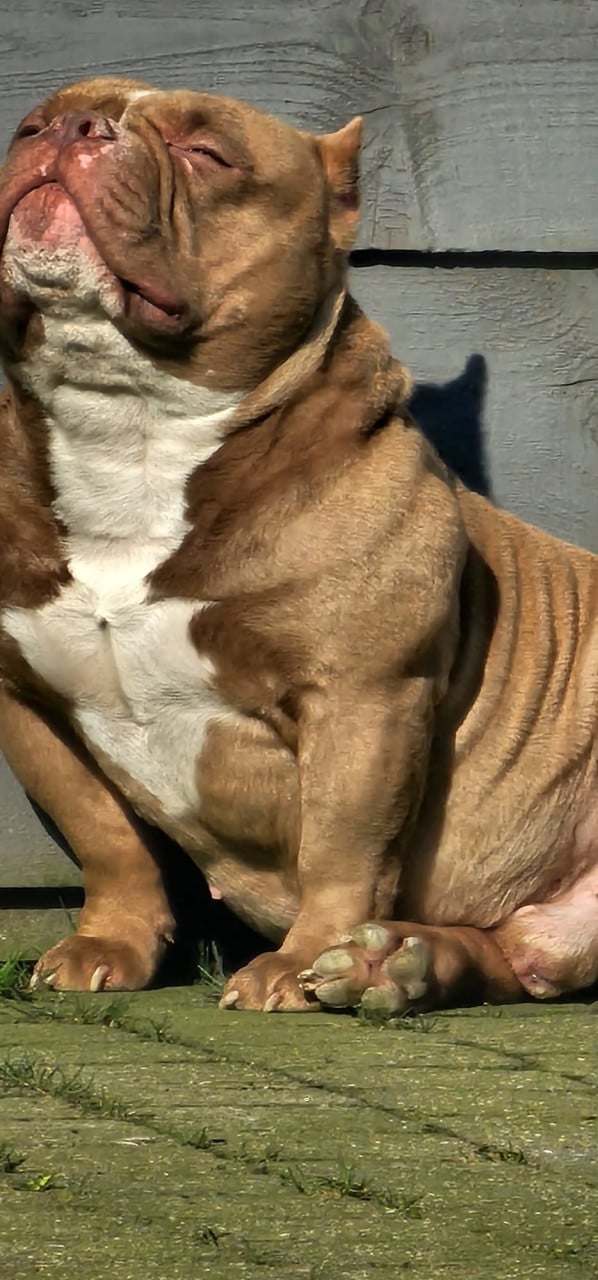 Micro Bully