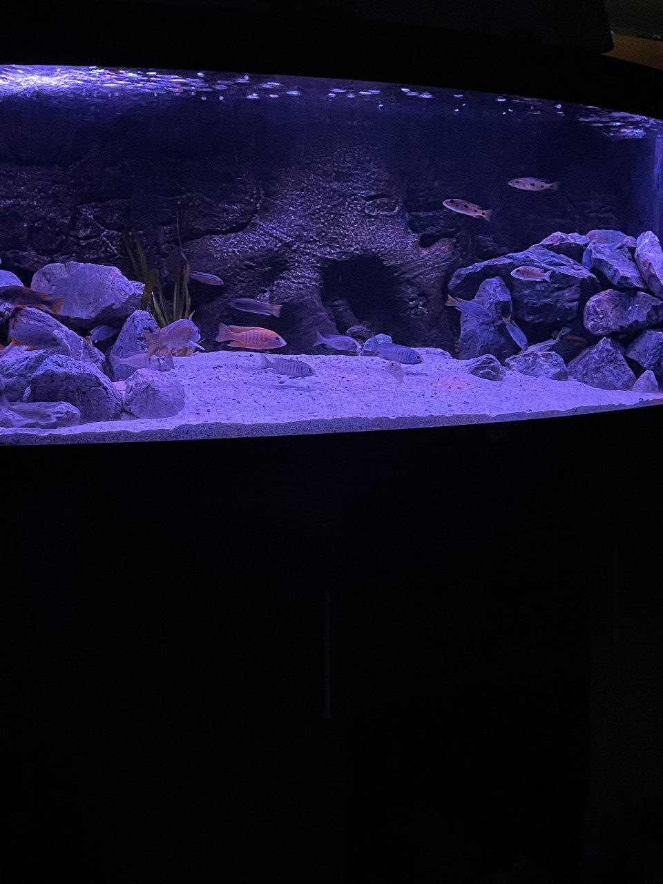 Fraai Juwel Vision 450 aquarium met Malawi biotoop
