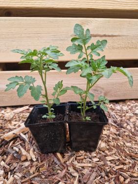 Tomatenplanten onbespoten