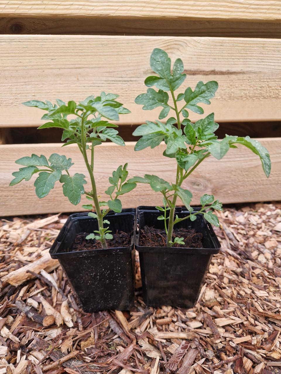 Tomatenplanten onbespoten