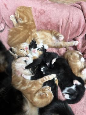 Kittens zoeken gouden mandje
