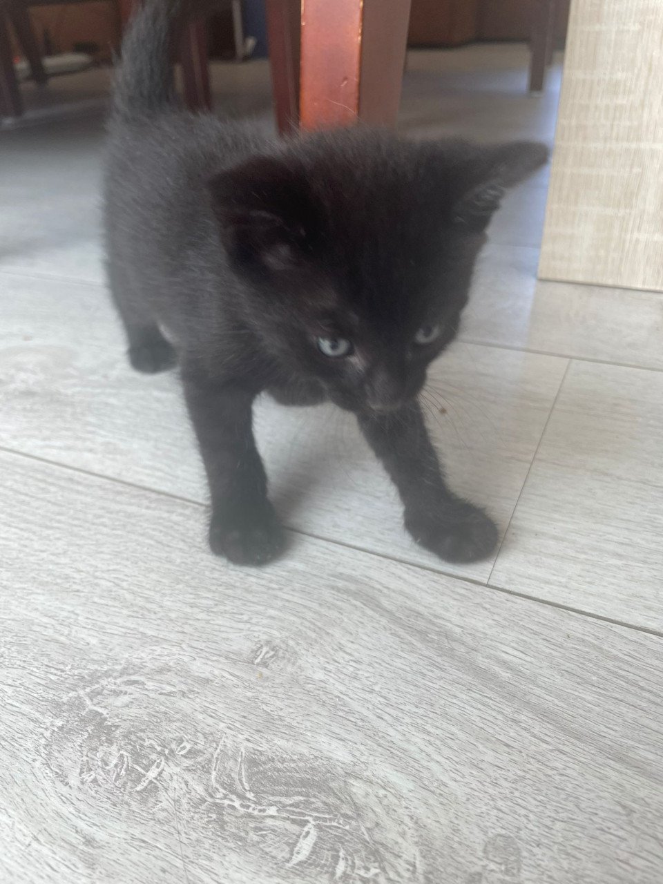 2 kittens