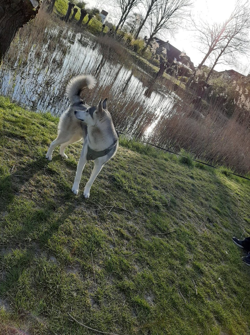 Siberische Husky
