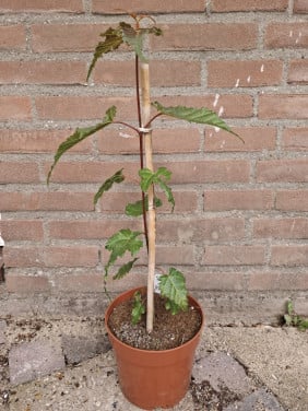 Bijzondere Slangenhuidesdoorn