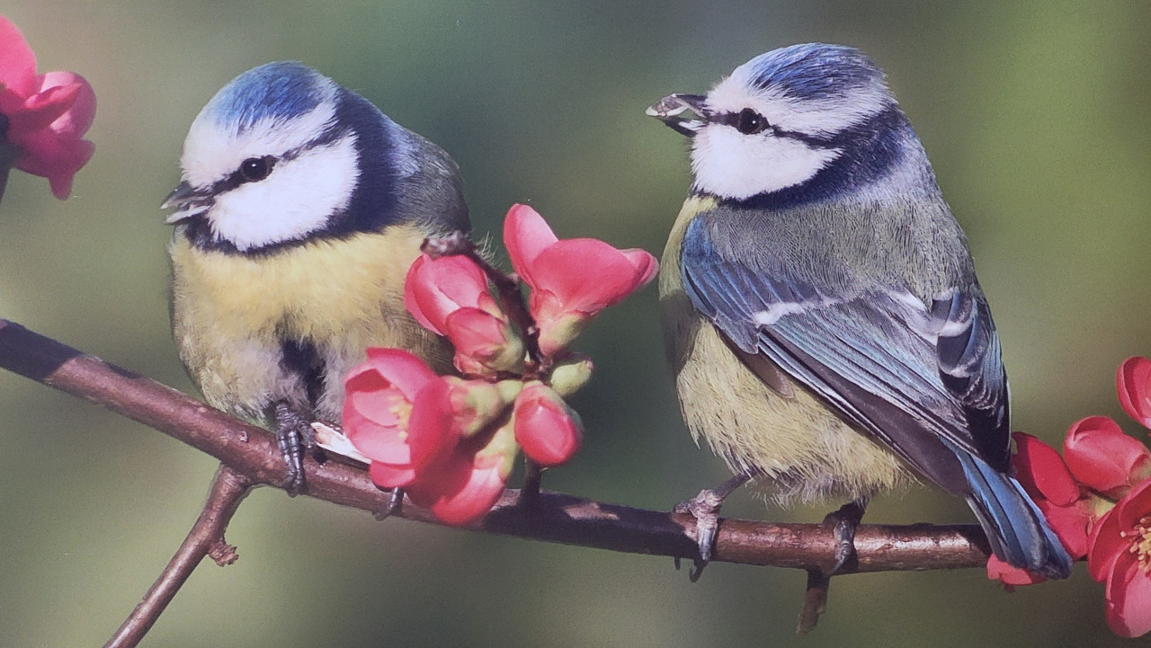 Tuinschilderij / buitencanvas pimpelmeesjes 58 x 58 cm - NIEUW