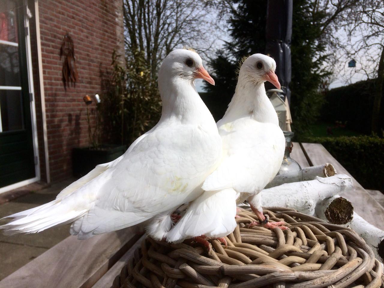 Twee spierwitte postduiven piepers