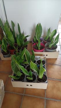 Sansevieria/Vrouwentong planten en stekken.
