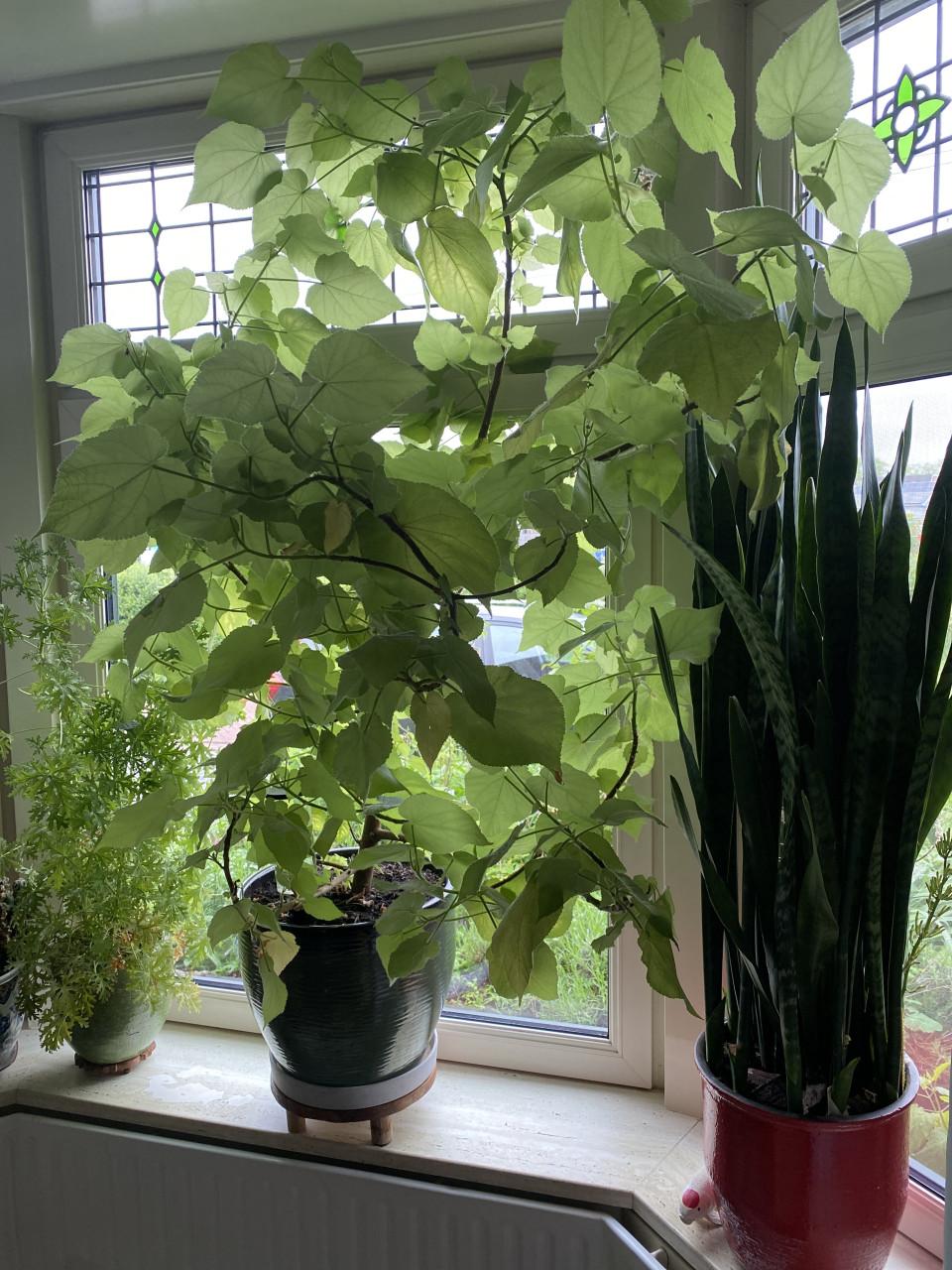 Kamerlinde 150 cm groot