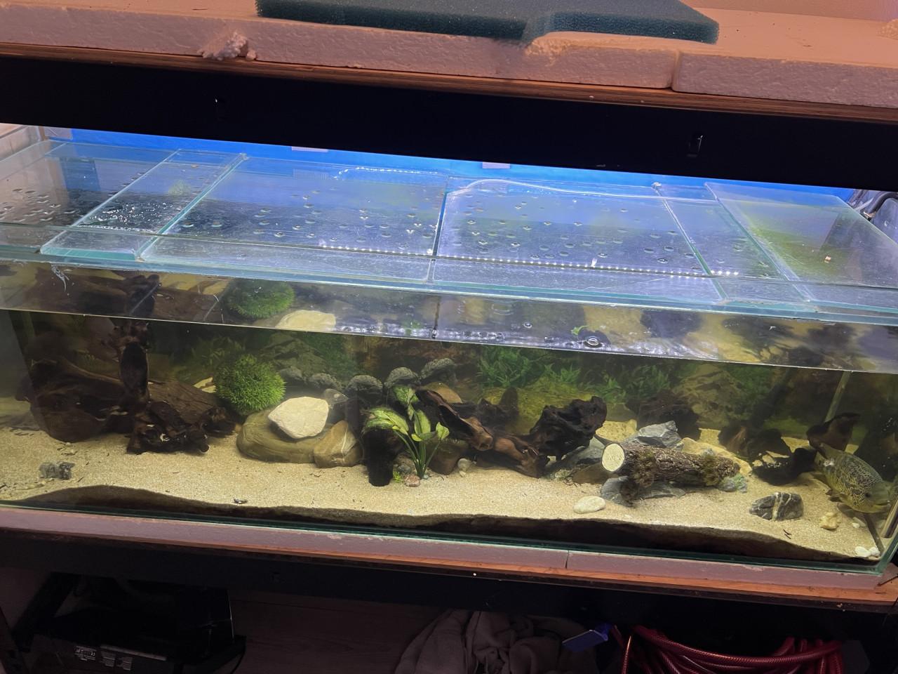 Te koop aquarium 150 cm