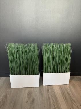 Kunst grassprieten in bak