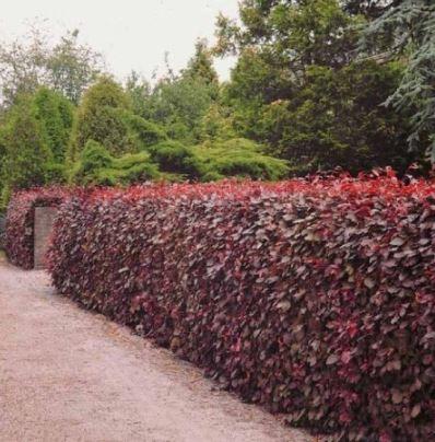 Rode beuk haagplanten - Fagus sylvatica 'Atropunicea'