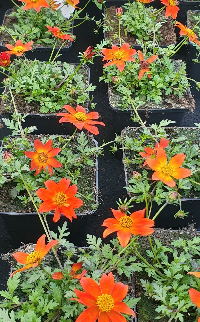 TUINPLANTEN Oudelande