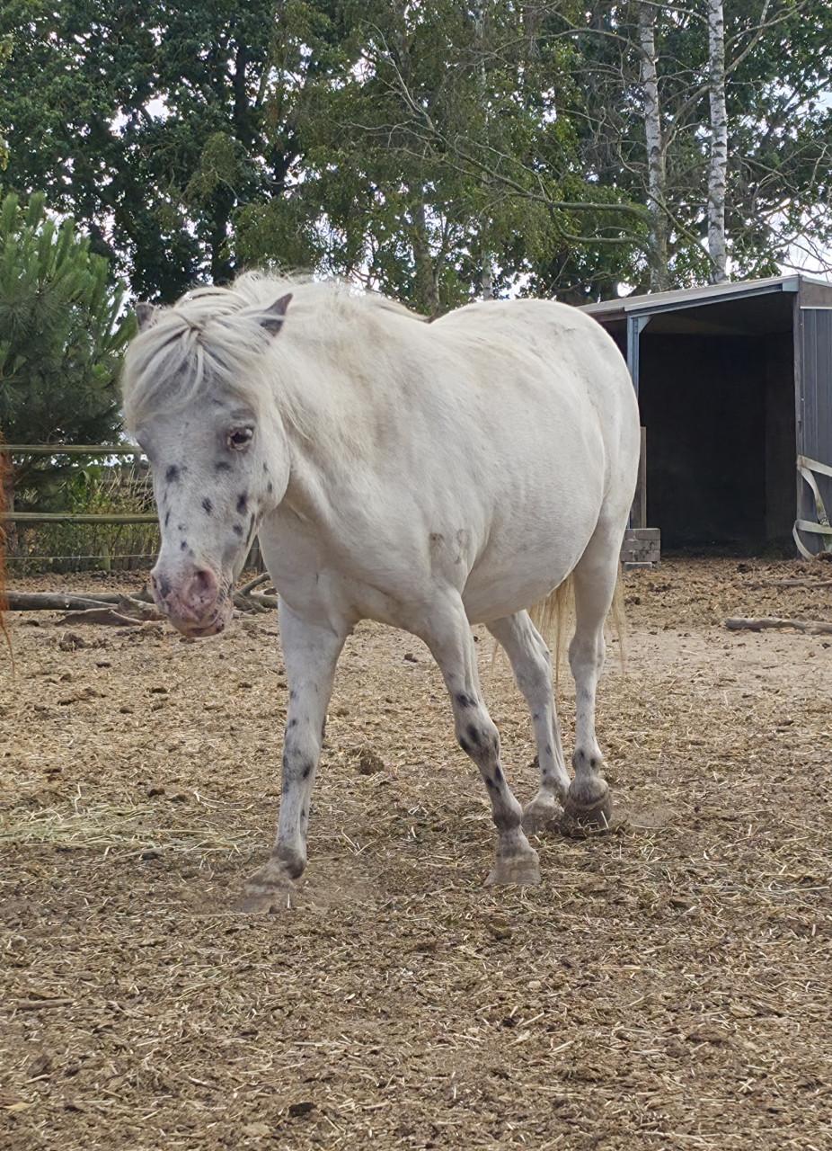 Shetland pony's