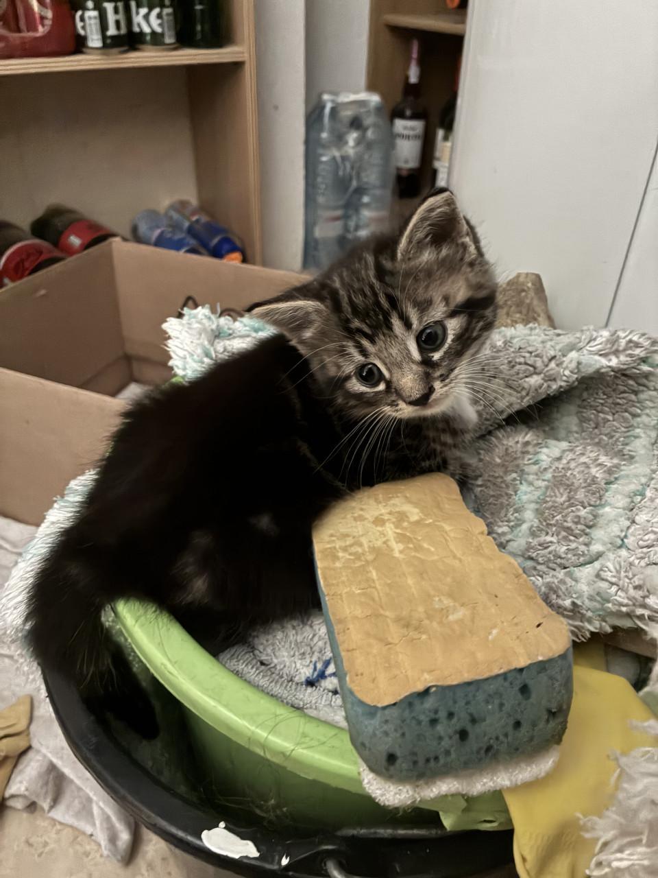 Halve raskat, Main Coon, te koop