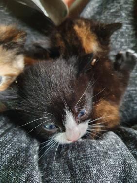 Kittens kitten volgende week ophalen