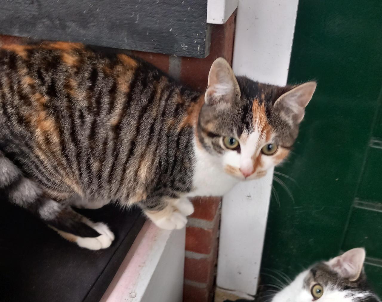 Prachtig kitten poesje