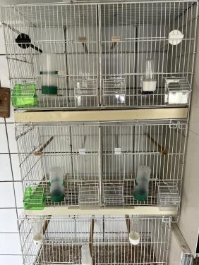 Vogelkooi. Draad kooien