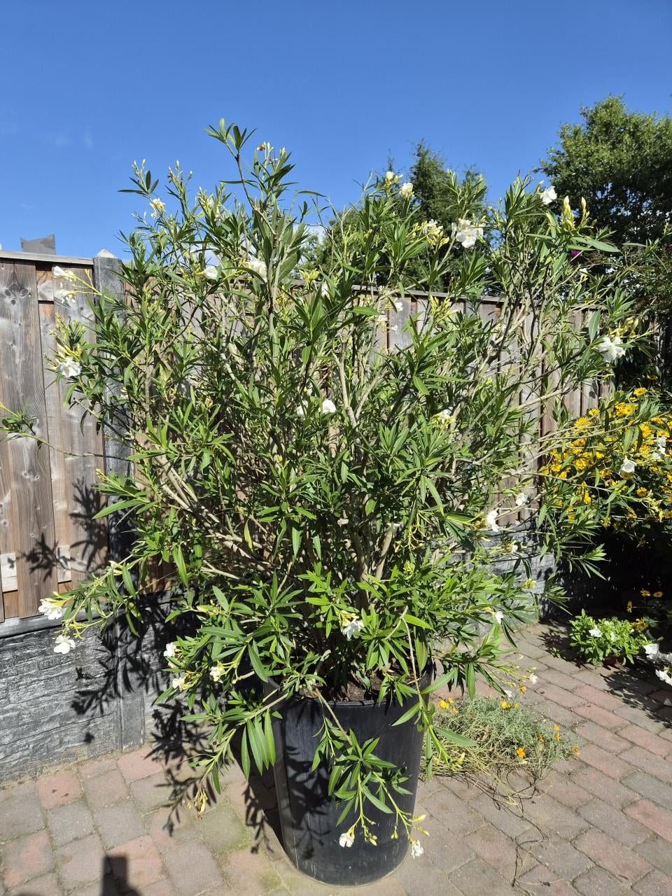 Witte Oleander in grote pot