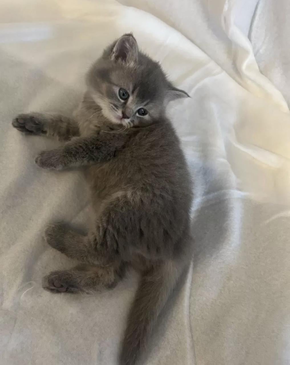Kitten op zoek naar nieuw huisje