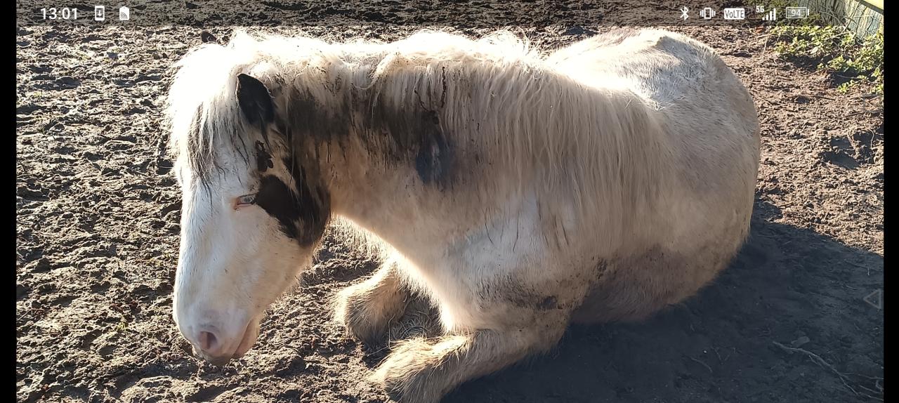 Tinker ruin 5 jaar 1,44 zadelmak