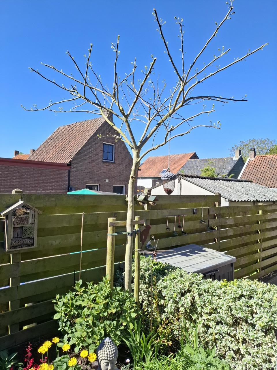Albizia (perzische slaapboom)