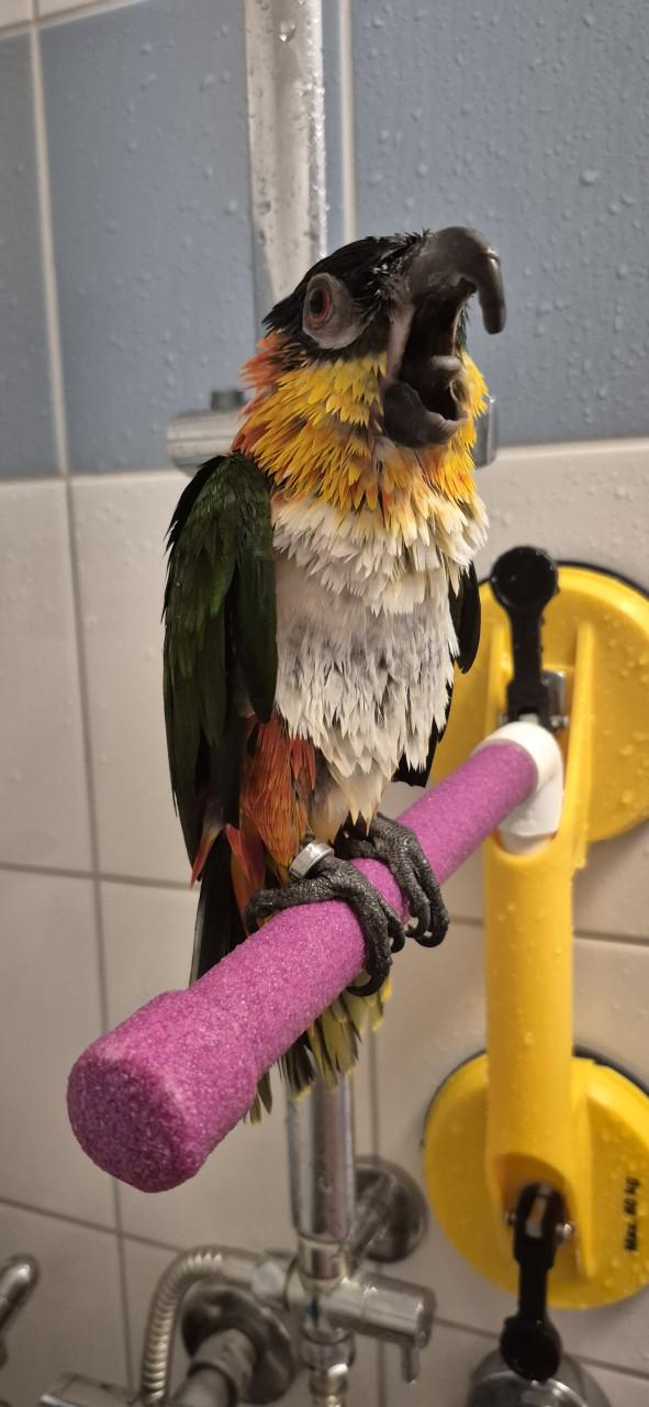 Zwartkop caique man 2021 met gendika en vaste voetring