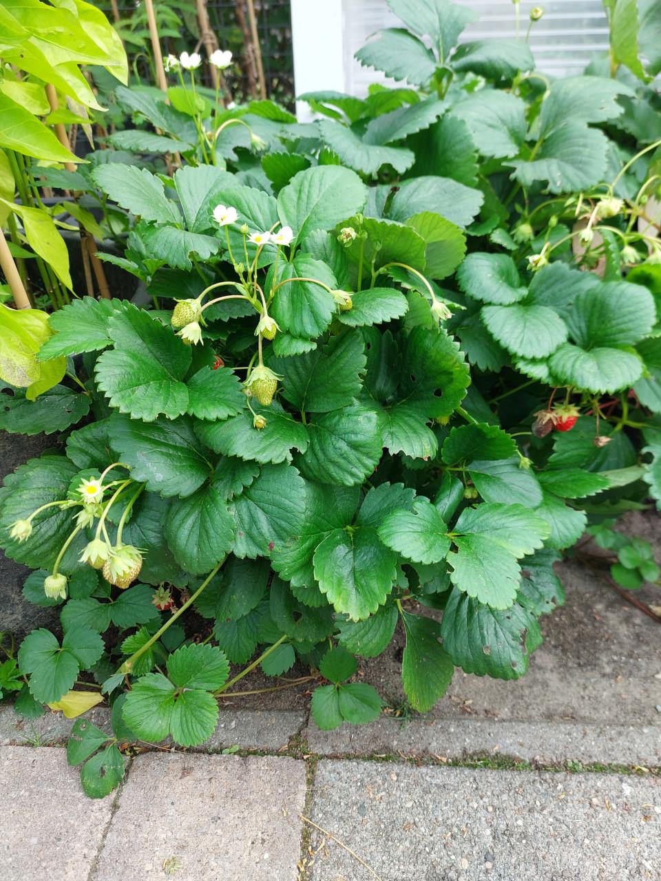 TK: AARDBEIEN PLANTEN, SIERTUIN + MOESTUIN PLANTEN BIJ DE VOORDEUR