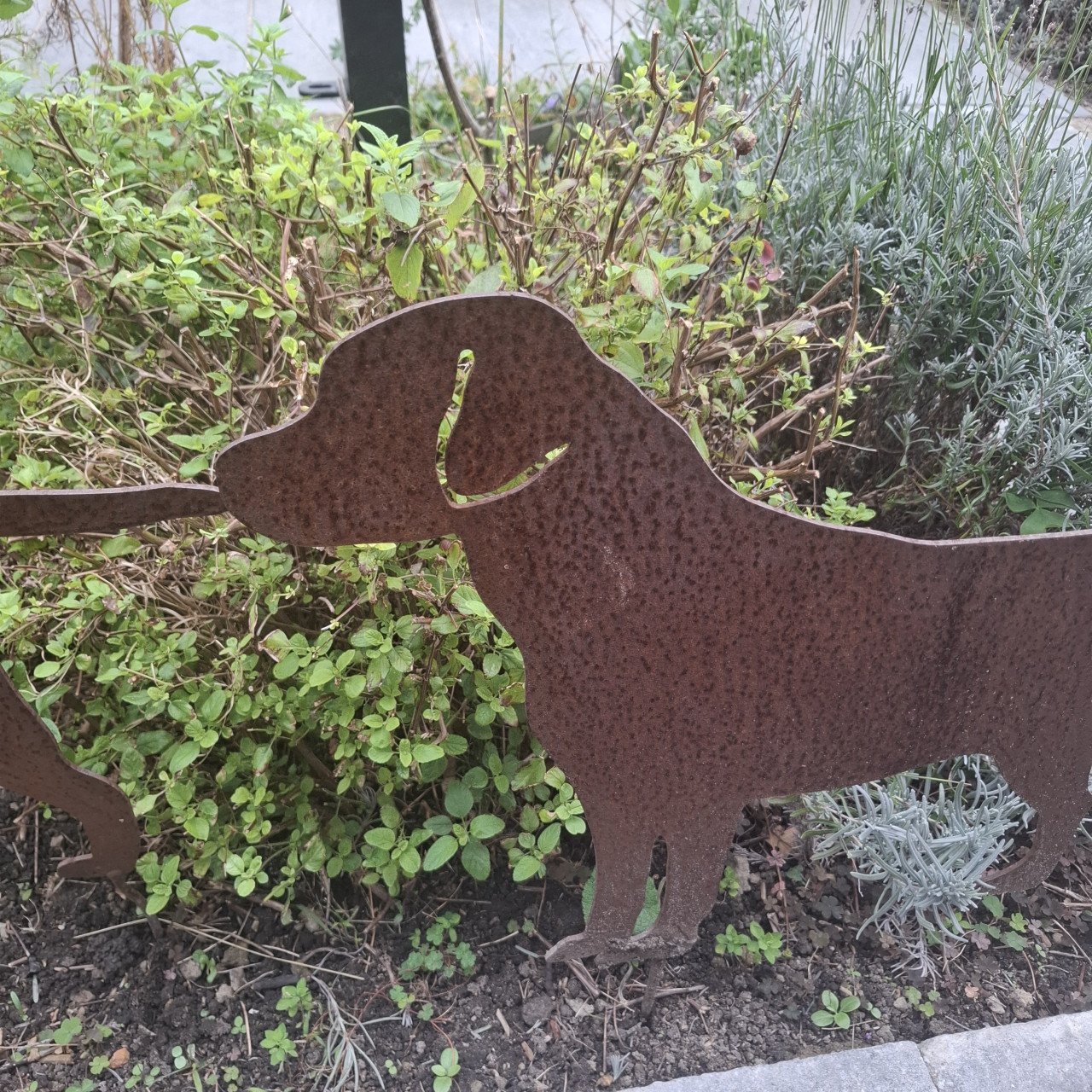 Labrador voor in de tuin