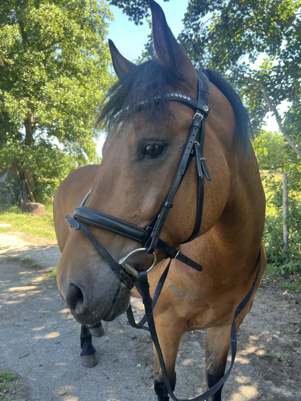 8 jarige e pony merrie