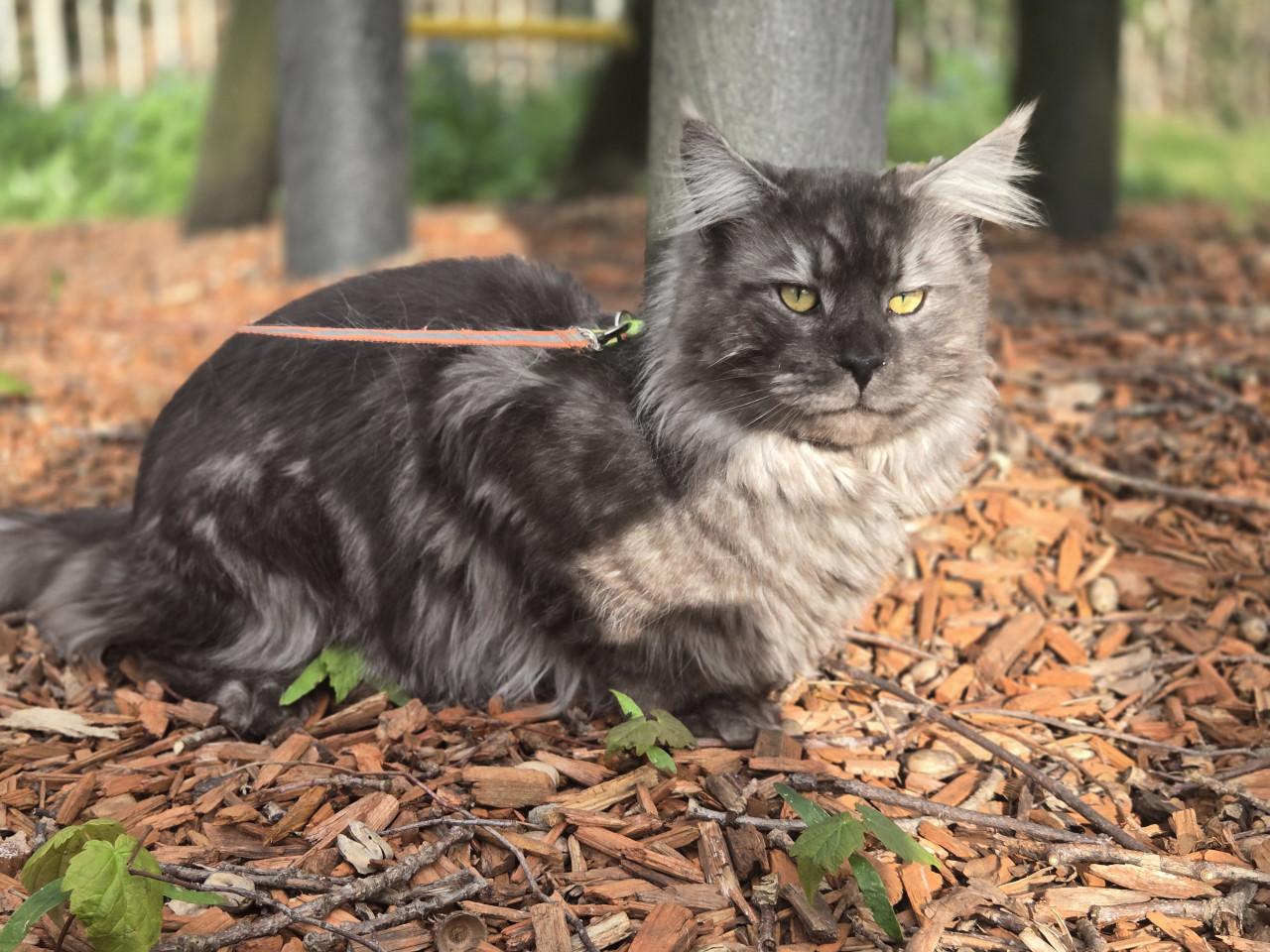 Prachtige maine coon dekkater