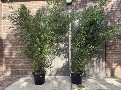 Grote winterharde Bamboe - 3 meter