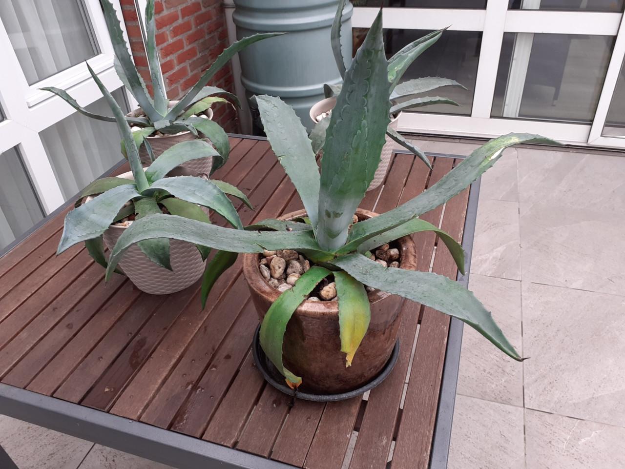 Planten