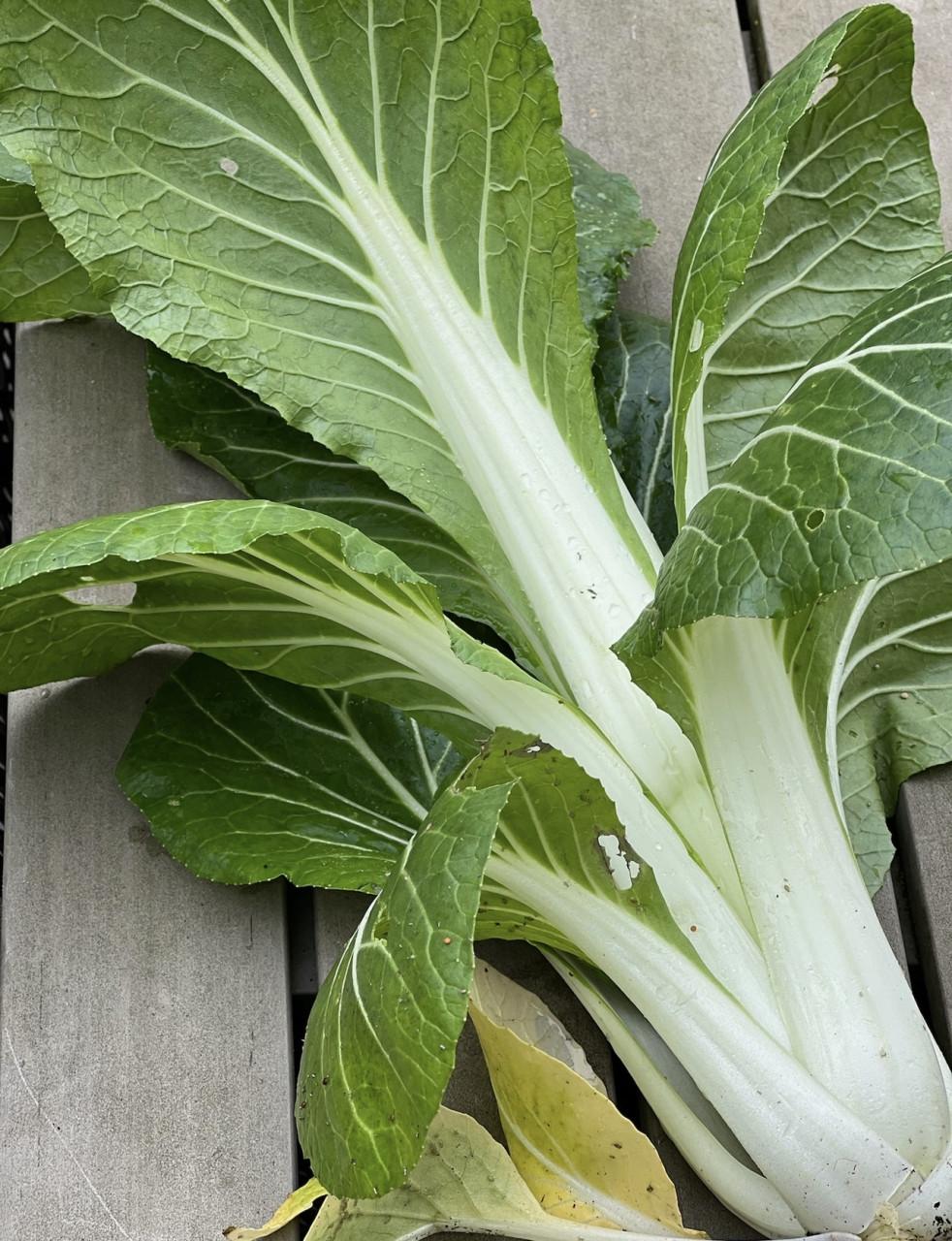 2 daagse cursus “Elke Tuin Eetbaar”